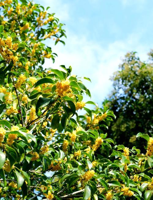 姑苏把秋天“承包”了！30天桂花狂欢，错过等一年！