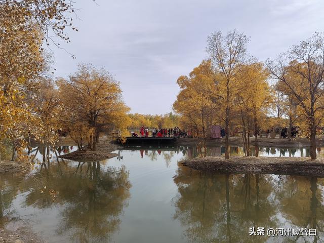 金塔胡杨林