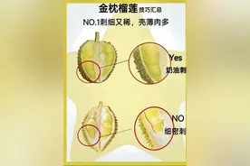 金枕榴莲挑选方法，一张图教会你挑选金枕榴莲，不踩坑图片