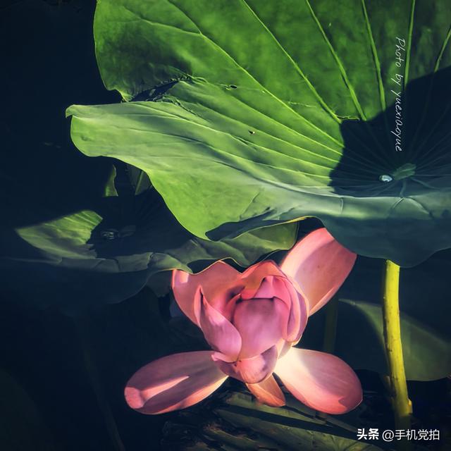 带你逛拍天津小站荷花塘｜这里的荷景别样美