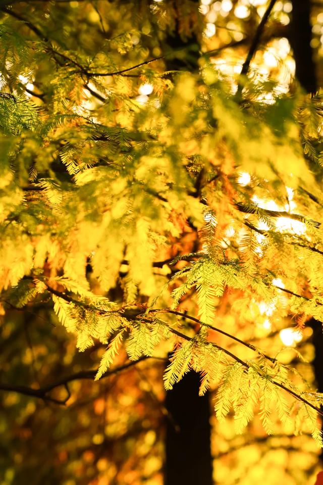 时间在这里按下暂停键，让我们见证季节变换