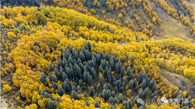 【九月门源看秋景】 仙米之秋，邂逅斑斓山林