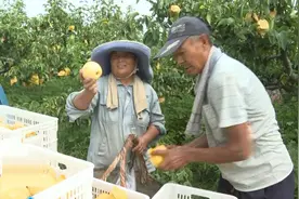 香梨、芡实 宿迁大地硕果累累迎初秋图片