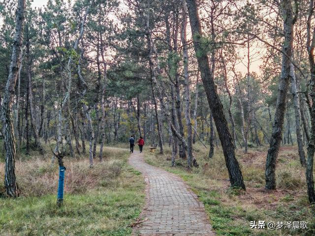 应城：有名店林场林荫步道 让你邂逅四季生态画卷