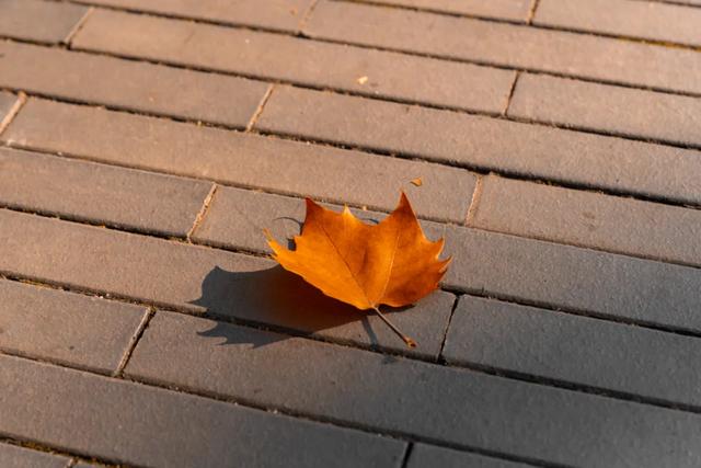 不用去南京,醴陵有属于自己的梧桐大道