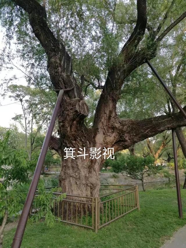 颐和园西堤古柳，三百年沧桑的见证者。