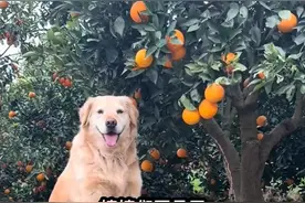 网红小狗“毛毛”突然离世！曾因帮主人摘橙子火爆全网图片