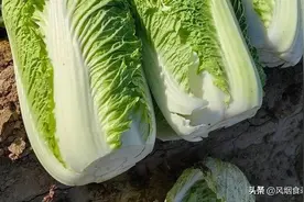 全国哪的“白菜”最好吃？经过评选，这10大产区上榜，有你家乡吗图片