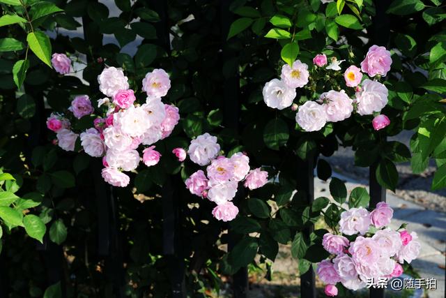 上海闵行“小外滩”蔷薇花怒放，赏心悦目