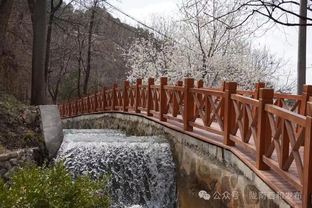 大桥镇：樱花烂漫绽枝头 春日美景引客来