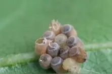 这四类农药是杀卵剂，打虫时别单用，单用不仅不治虫，还越打越多图片