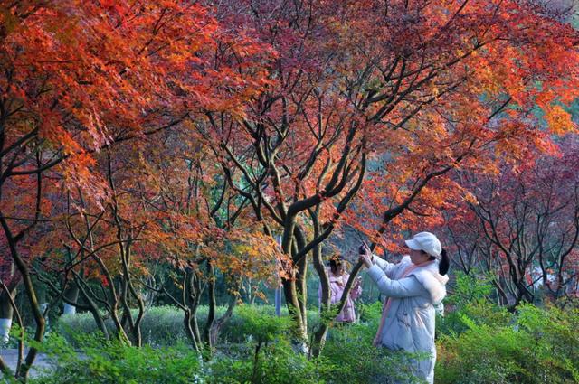 出发！感受两江绝美秋色 邂逅一园烂漫