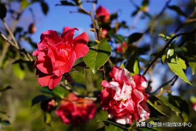 不限次入园！楚雄一景区门票年卡、优惠卡正在办理🤩