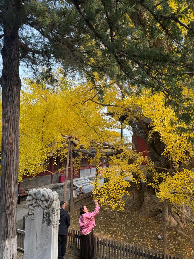 甘撒金缕苒秋寰