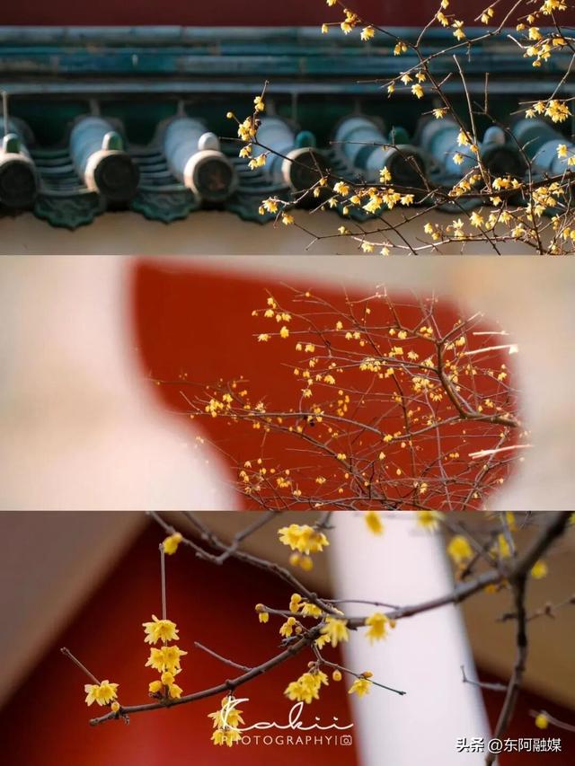 山东的第一波蜡梅开啦！快来邂逅这份冬日限定的浪漫