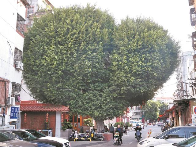 在泉州 连树木都这么有爱