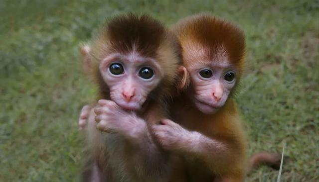 快来抱抱~ | Welcome to 疯狂·武夷山·动物城