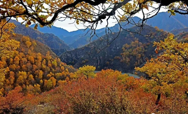 土右旗的秋天不用买，弯腰就能“捡”到治愈！