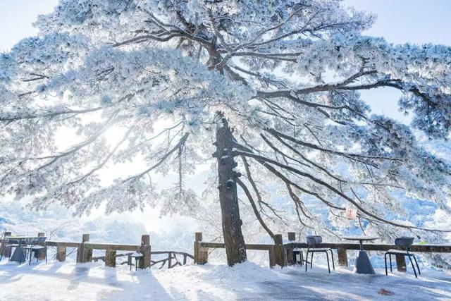 急！黄山冬雪美景即将抵达！准备好迎接仙境了吗？