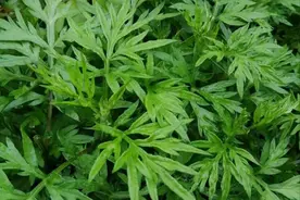 艾草烧成灰用途厉害了，原来价值这么好，看完涨知识了图片