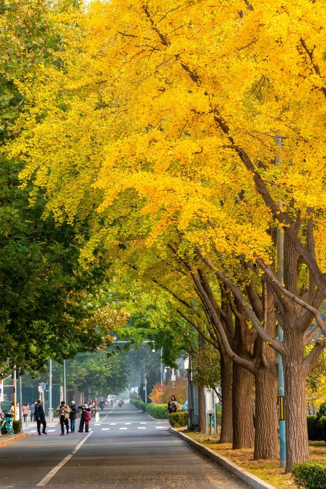夏未走秋已至，北京半黄半绿的银杏大道，三里屯还是太时尚了！