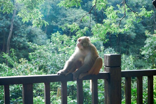 贵阳市中心竟然藏着一座“野生猴山”？现在还是国家4A级旅游景区