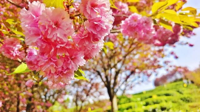 万源：赴春日之约，赏茶绿樱红