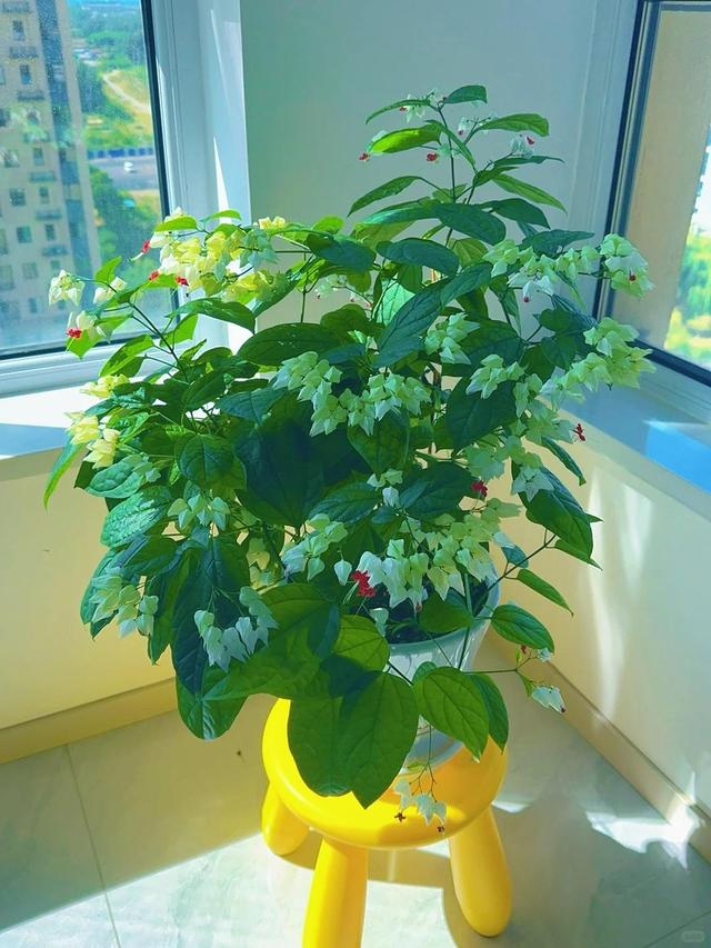 泉州一老街，有一株“龙吐珠”开成花墙，看到的人都直呼“太美”