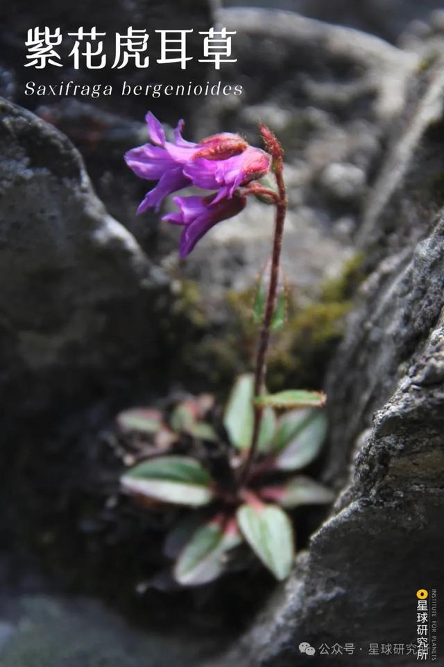 中国的雪山花海，开始征服地球了？③