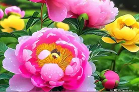 牡丹花 其色绚烂 其姿婀娜 散发着迷人魅力 不愧是倾国倾城的绝美之花图片