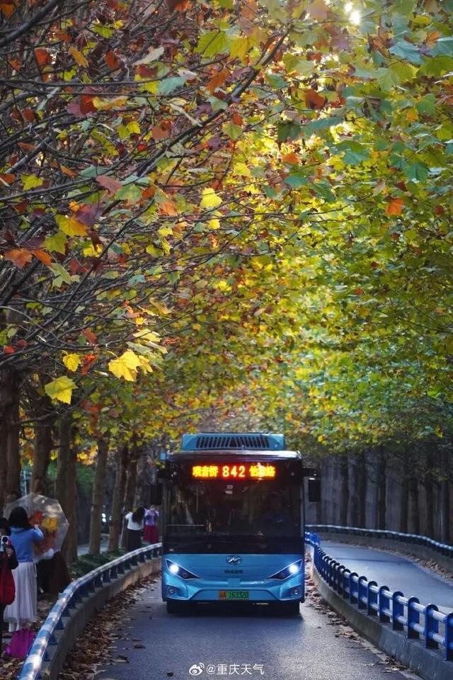 轨道直达！重庆“顶流”梧桐大道已经美到next level了！