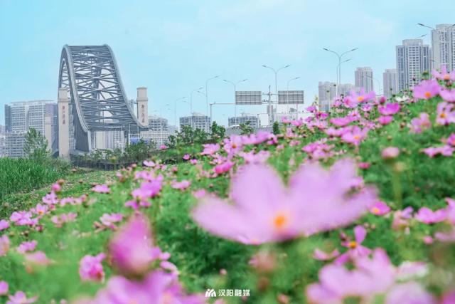 刷新认知！汉阳滨江这个“圈”大焕新