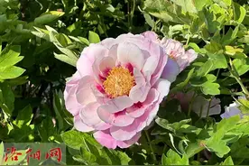 第42届中国洛阳牡丹文化节今日盛大开幕！图片