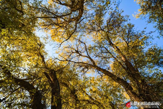 昌吉老龙河胡杨披金装 醉美秋景引客来