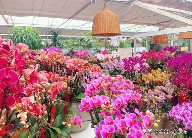 【乐游烟台】周末好去处丨全是花花！烟台神仙小店被花包围了