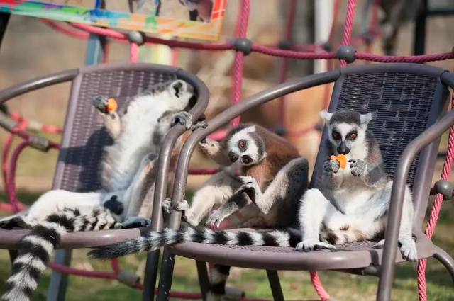 好“牛”!国宝顶流,厦门首展!送票→