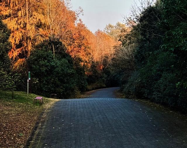 奉贤海湾森林公园红杉林美哭，带娃玩足一整天不重样。面积特别大