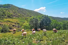 悠悠牧马新姿秀图片