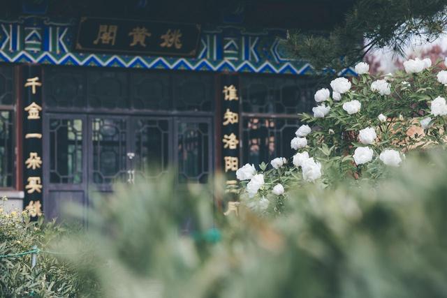 国内必去的 10 大花海城市，一个比一个浪漫，这个春天不要错过