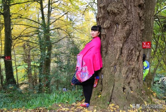 凤冈:深山银杏披“金甲” 正是最美赏景时