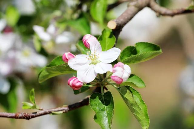 以花为序，礼县邀您共赴一场春日之约~