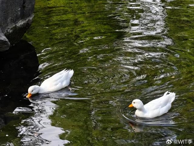 2025四季巡礼！100位寻美客邀你共绘最美泉城图鉴