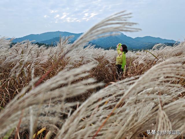 安陆：当银杏遇见芦苇 画框里的诗与远方