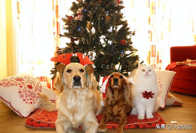 烤肉店禁狗，自助餐却爆火？宠物经济狂飙，人性的“情感代偿”！