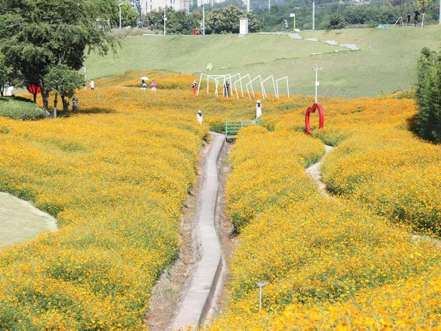 重庆中心城区规模最大，秋日橙色花海“上新”！