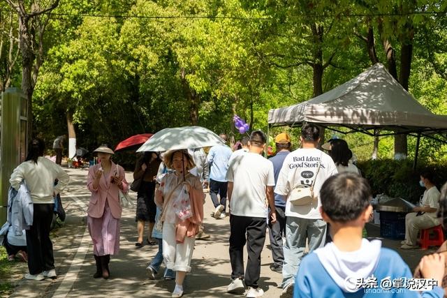 西乡2.3万余亩樱桃抢鲜上市 采摘季首日人气爆棚