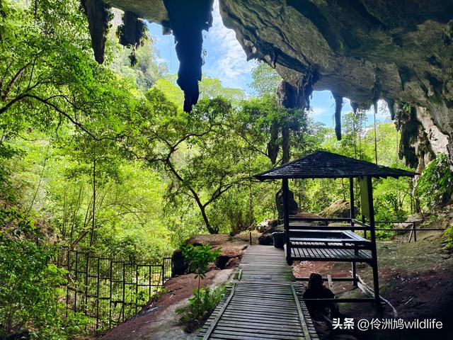 马来西亚(32)砂拉越州⑥世界遗产尼亚洞窟探险