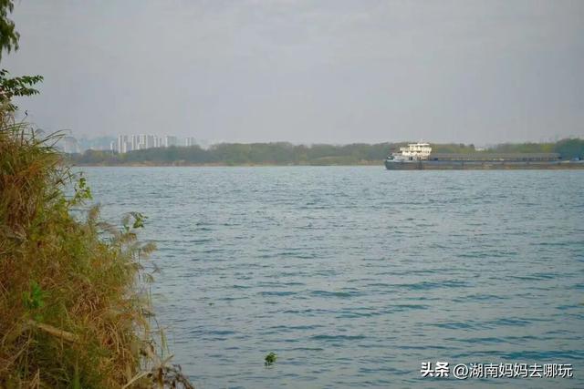 冬日遛娃就去长沙“济州岛”！水杉染红，芦苇摇浪，0元解锁 “橘子海” 日落