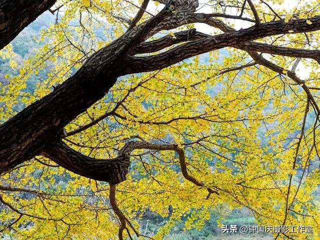 湖北钟祥：千年银杏披金甲 游客沉醉秋意浓