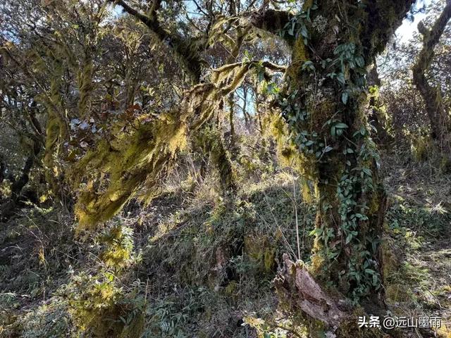 新年登高、祈愿美好,攀登富民金铜盆山,我们用徒步迎接2026